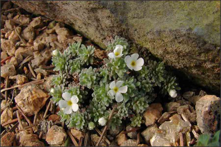 Androsace vandeli.